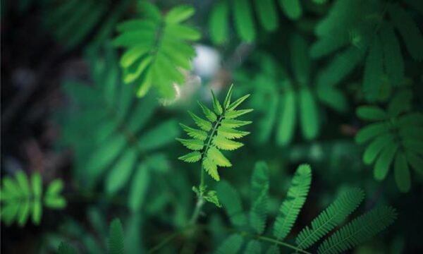 Plantas verdes