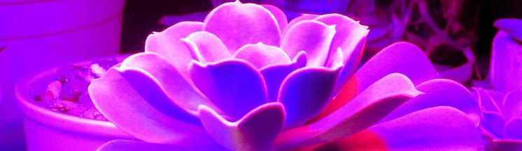 El poder de la luz: Cómo la iluminación esta trasformando el crecimiento de plantas, frutas, flores y animales.